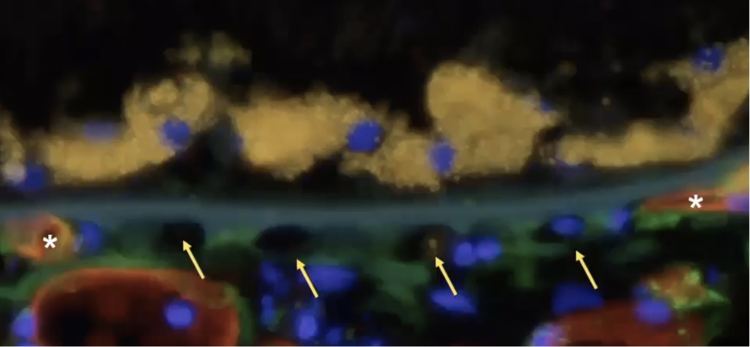 Live blood vessels under a microscope.