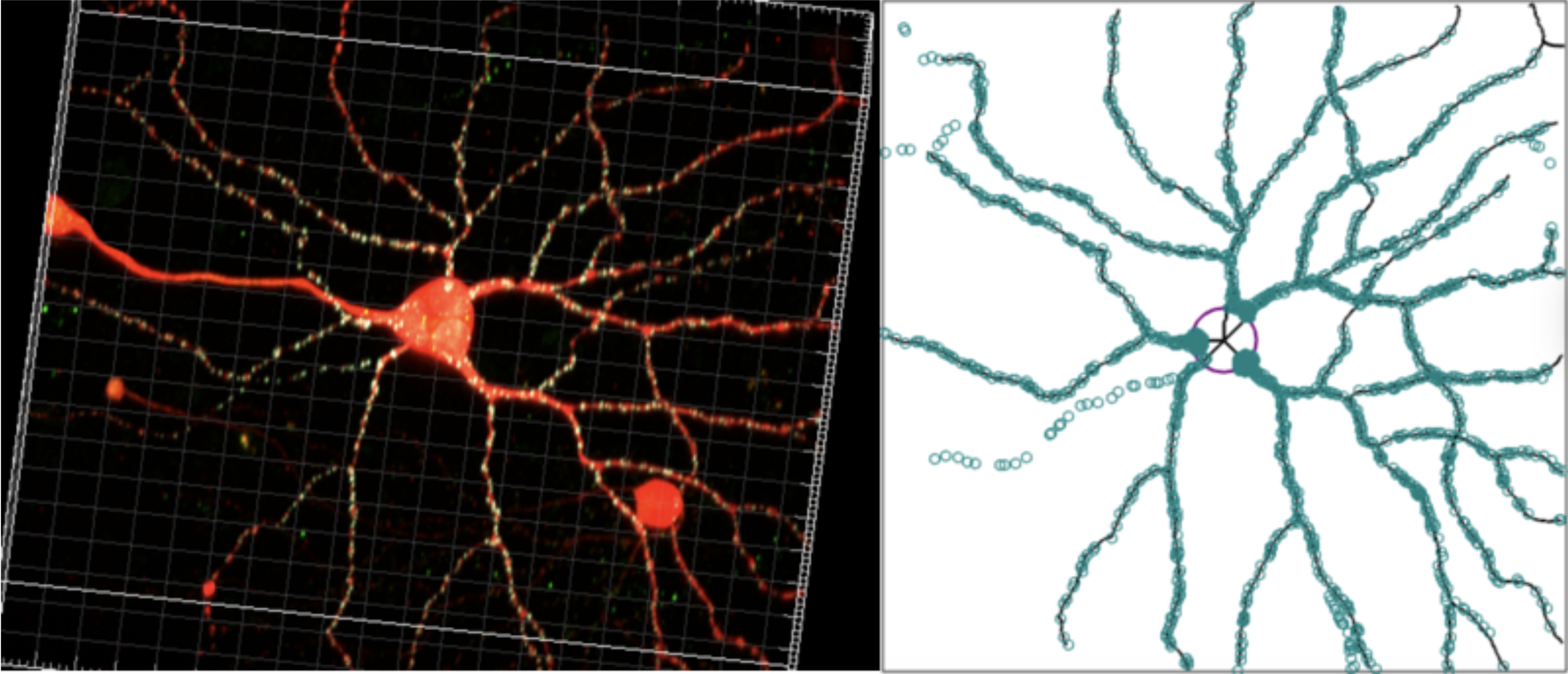Left: A microscope image of a nerve cell (red) dotted with thousands of synapses (yellow). Right: ObjectFinder traced the branched outline of the cell and identified and registered each synapse.