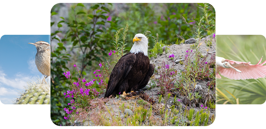 Bald Eagle standing on a mountain with purple flowers and trees in the background, with the two other Calendar votes fading in the background.