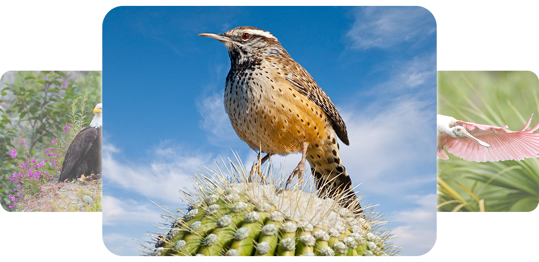 Cactus Wren perched on a saguaro cactus with blue sky and clouds in the background, with the two other Calendar votes fading in the background.