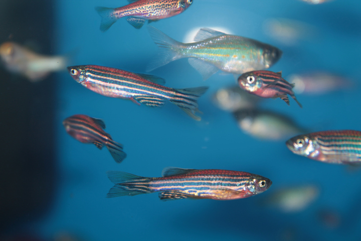 Zebrafish (Danio rerio) tropical aquarium fish.