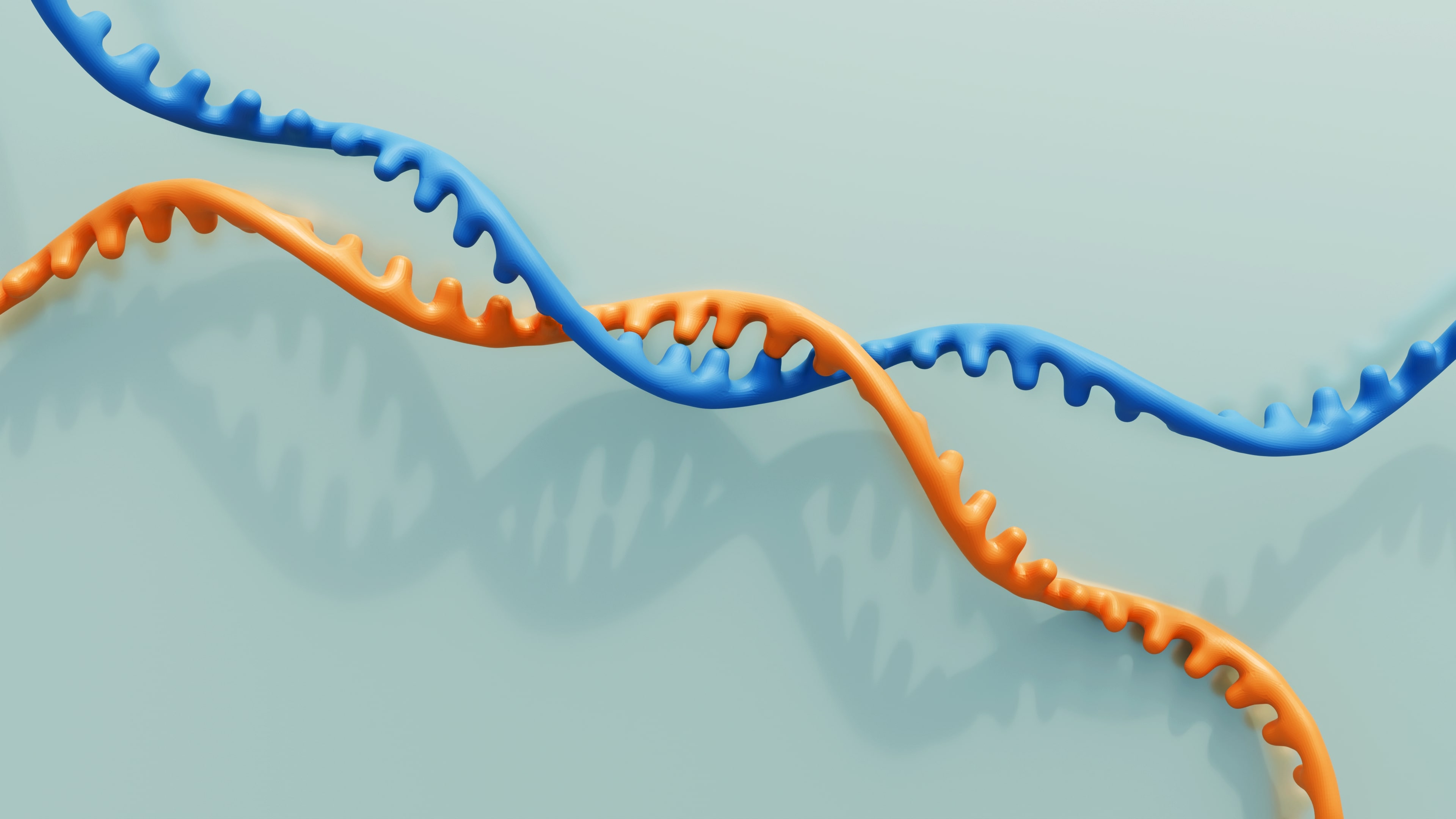 Two single strands of RNA, one blue and one orange, interacting together in the middle
